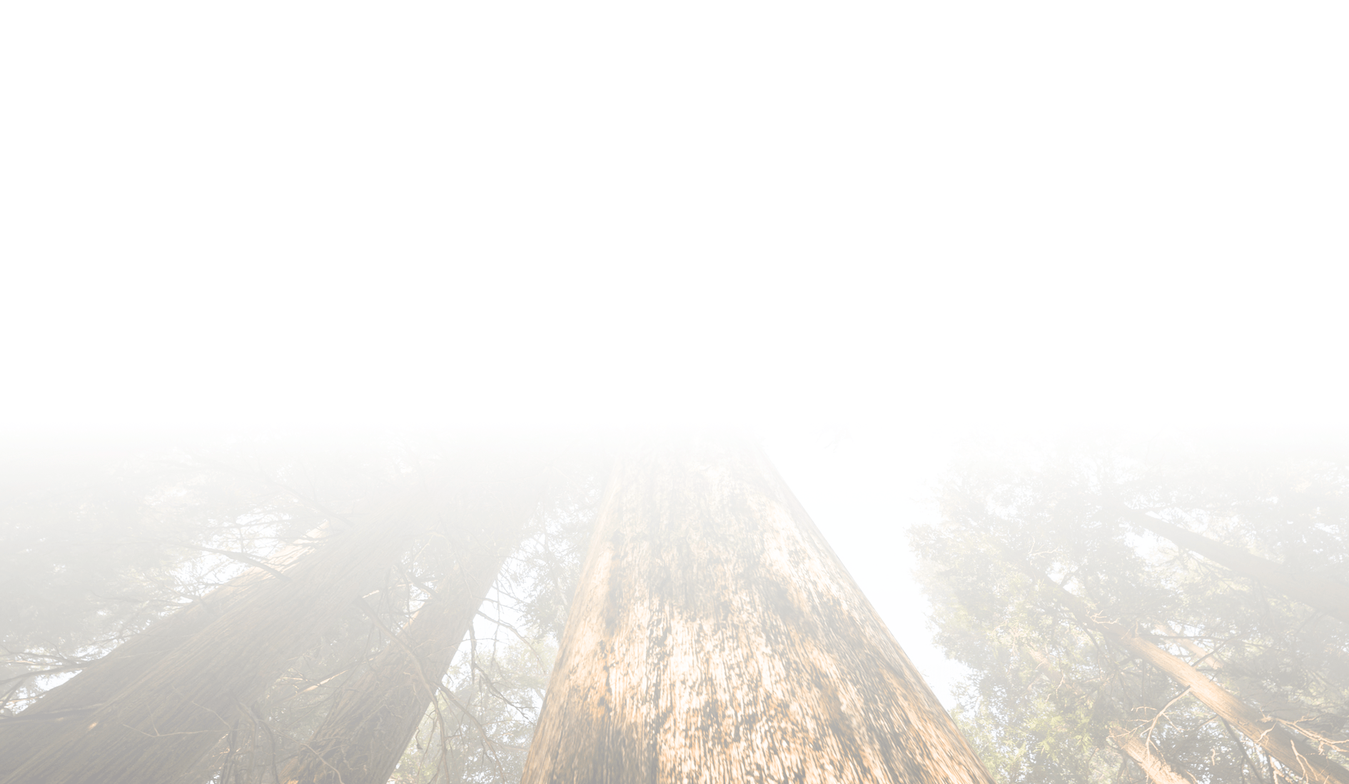 Tall trees shrouded in dense fog with sunlight peeking through