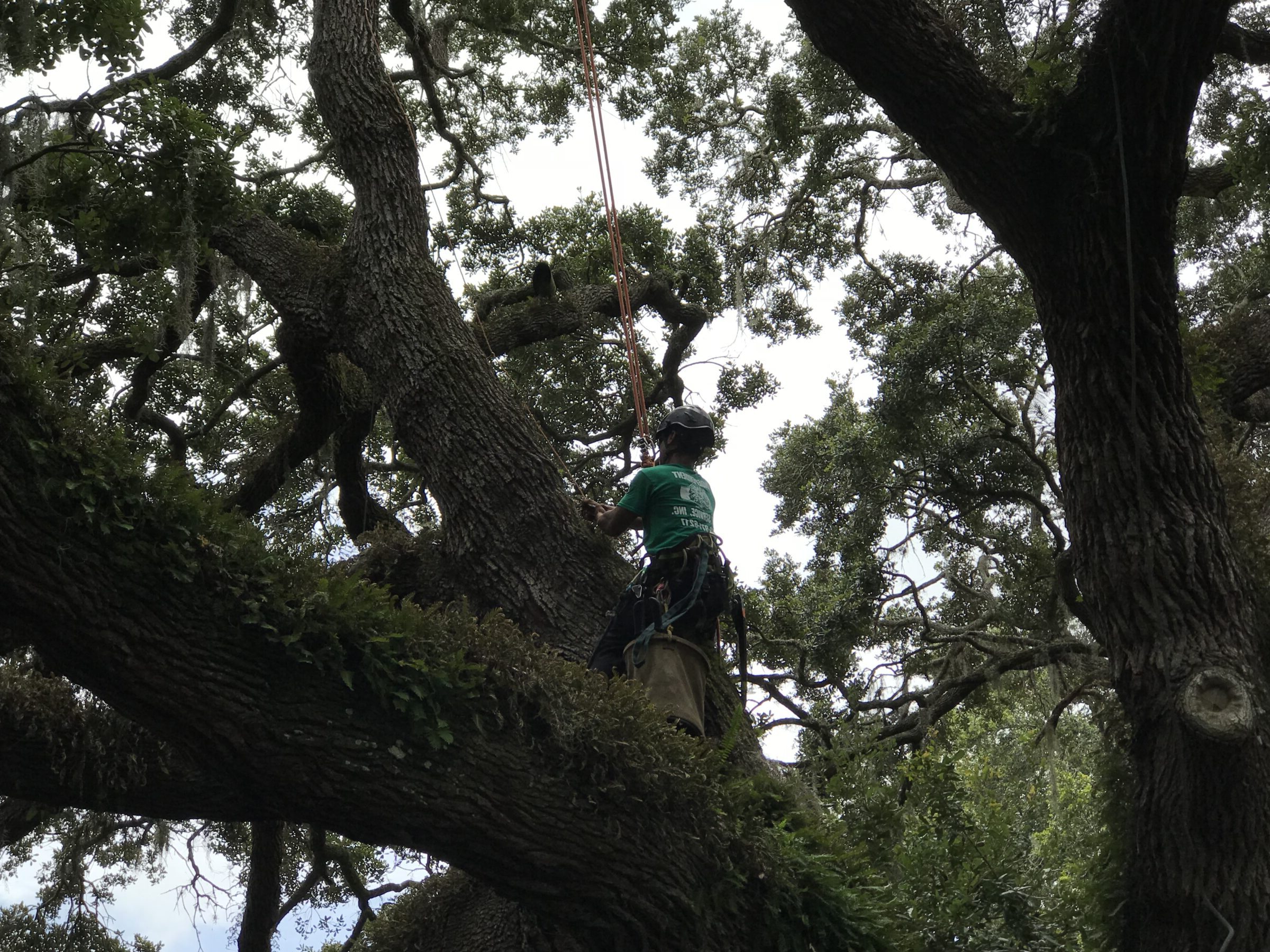 A person in climbing gear is ascending a large tree, surrounded by lush green foliage, with ropes assisting their climb.