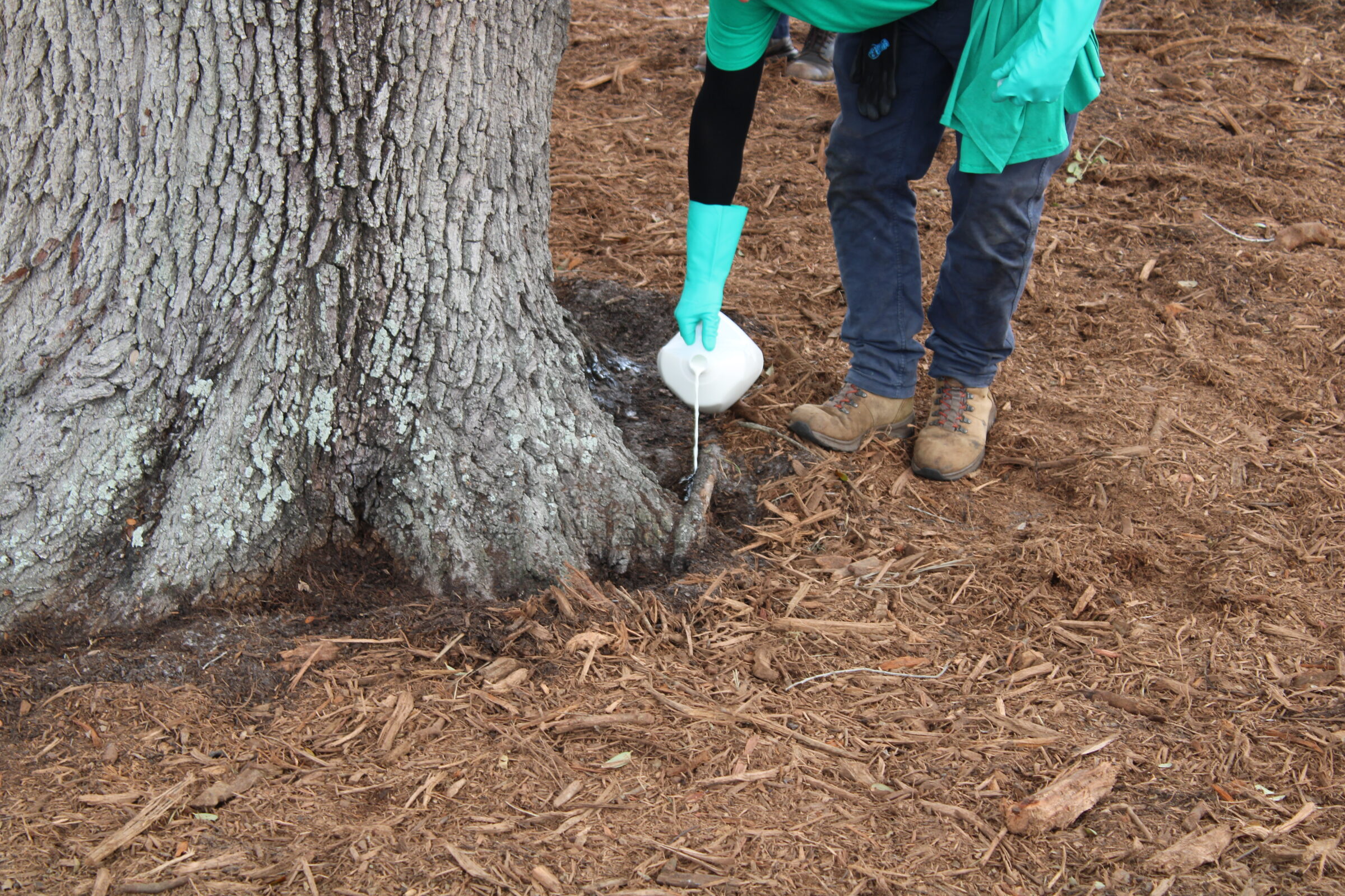 A person wearing gloves pours liquid at the base of a large tree with mulch
