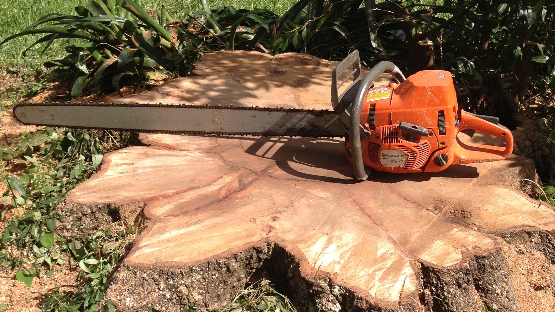 An orange chainsaw rests on a freshly cut tree stump