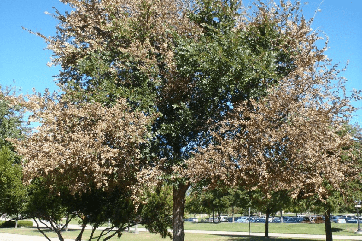 A large tree with brown and green foliage stands in a park setting under clear blue sky