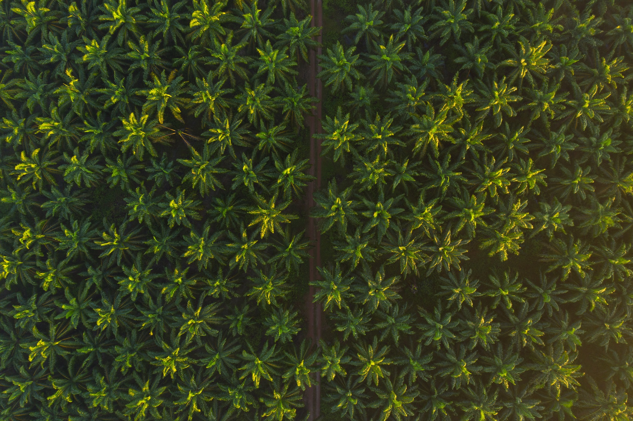 Lush canopy texture background