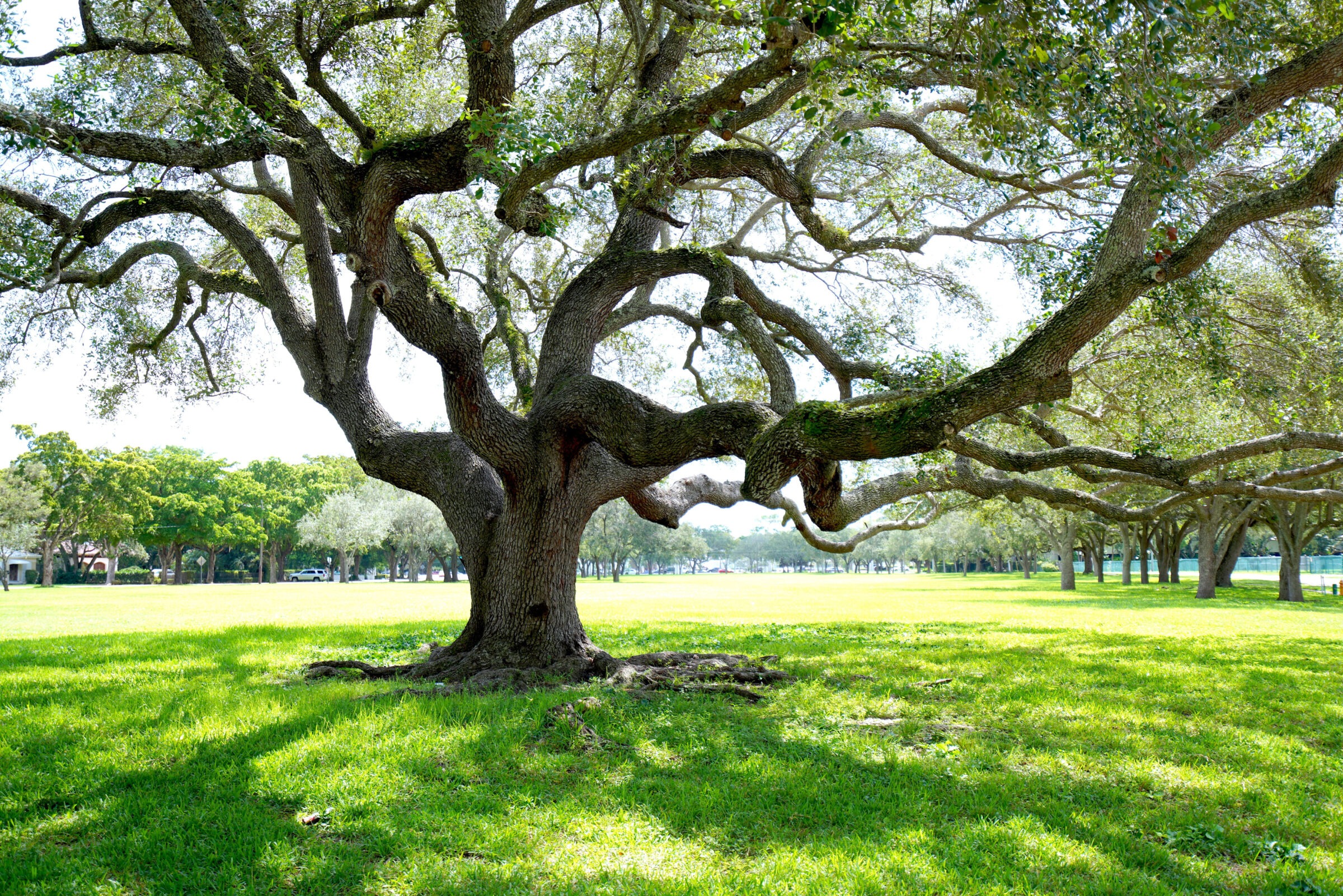 A sprawling oak tree casts dappled shadows on lush green grass in a sunny park.