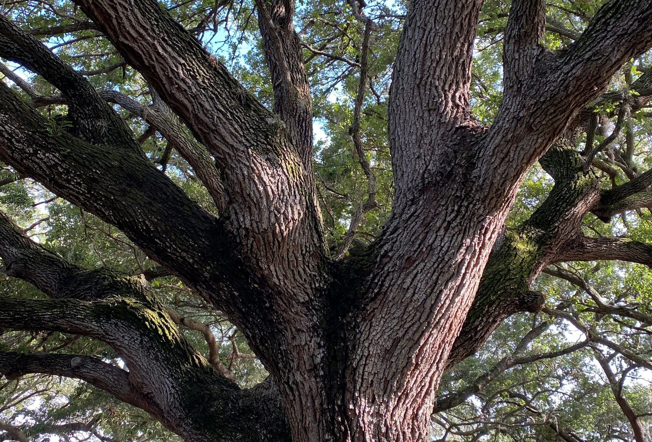 A large oak tree with thick branches and green leaves